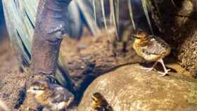 Ejemplares del faisán de Edwards, en el Zoo de Barcelona / AYUNTAMIENTO DE BARCELONA