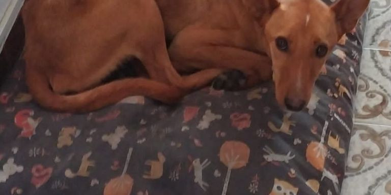 Rye, el perrito perdido desde hace dos meses por fin se reunirá con su familia / FACEBOOK