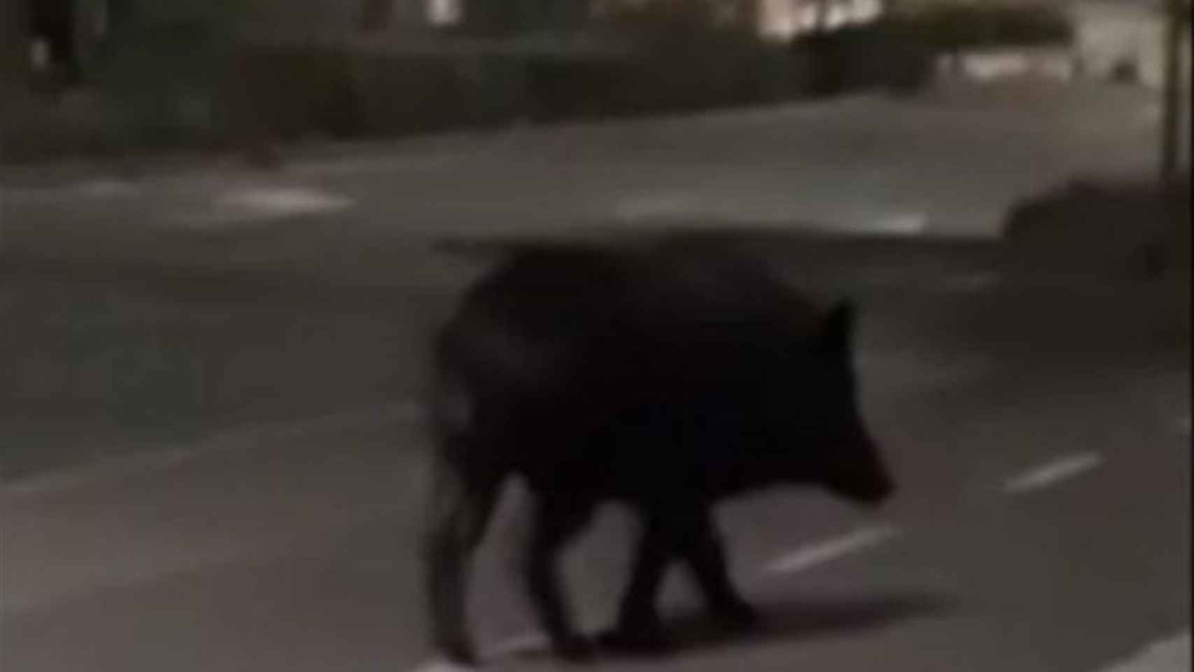 El jabalí de Cornellà, paseando por delante de un supermercado / FACEBOOK