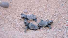 Tortugas boba en aguas del Mediterráneo / AYUNTAMIENTO DE MATARÓ