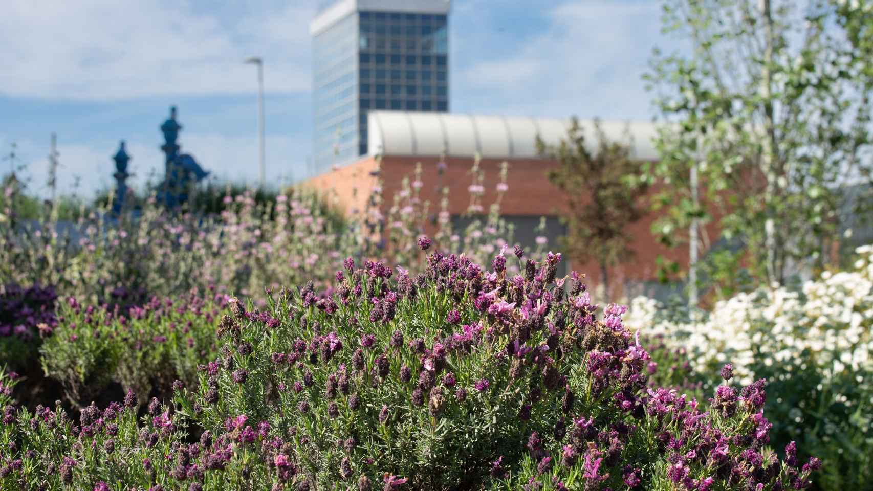 Naturalización de la planta potabilizadora de Sant Joan Despí: el agua es un factor clave en la transformación de las ciudades / AIGÚES DE BARCELONA