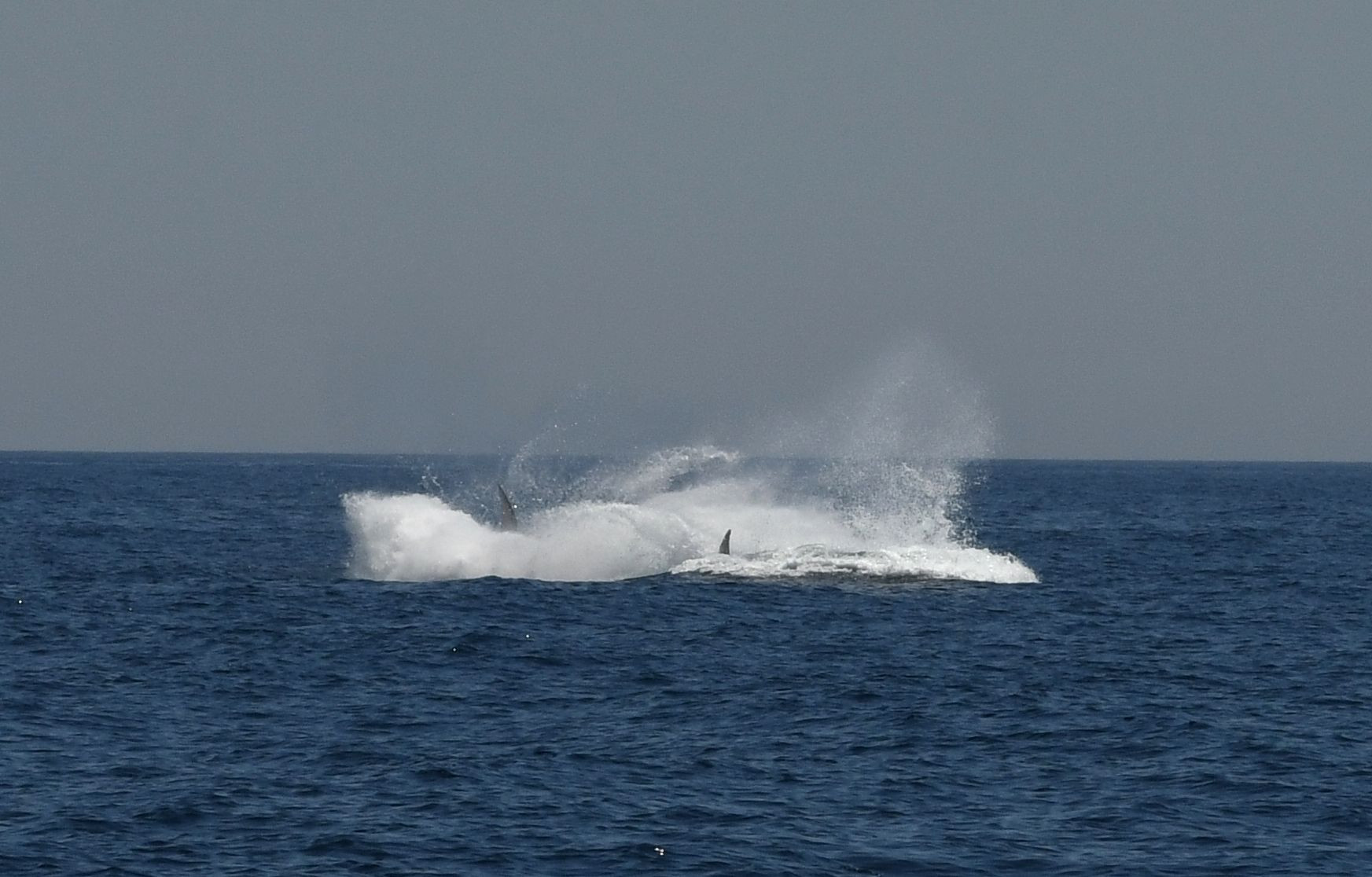 Captan el salto de una ballena en la costa de Barcelona / MAR A LA VISTA