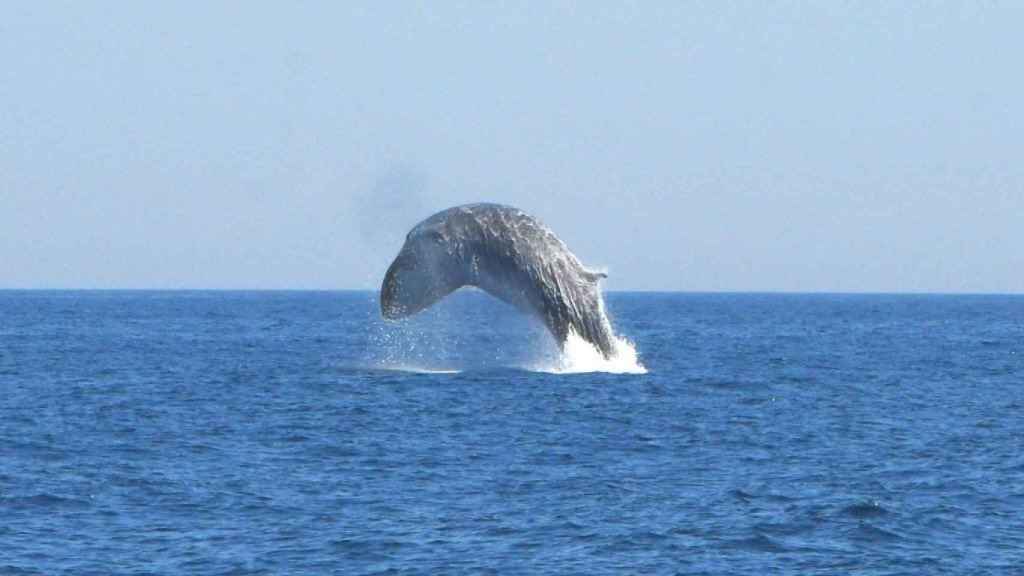 Captan el salto de una ballena en la costa de Barcelona / MAR A LA VISTA