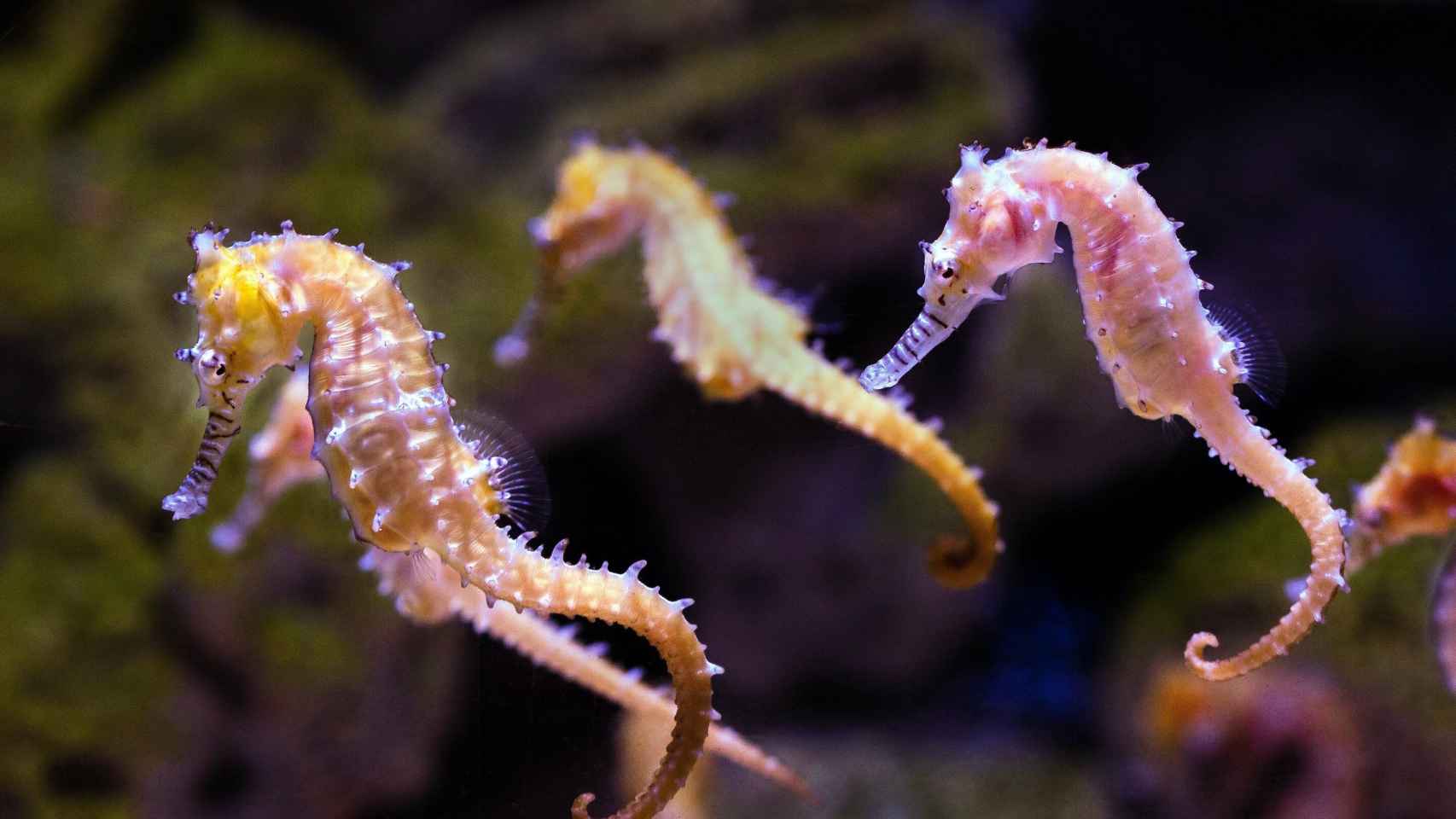 Caballitos de mar en una imagen de archivo