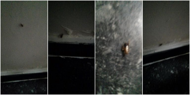 Insectos hallados en la escalera de vecinos en la que se encontró el cadáver en descomposición / CEDIDAS