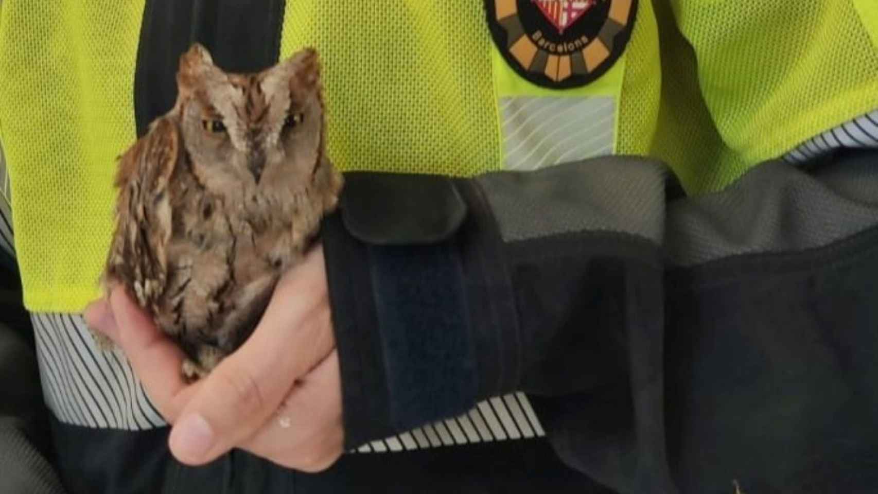 Un búho rescatado en el distrito de Nou Barris de Barcelona / BOMBEROS