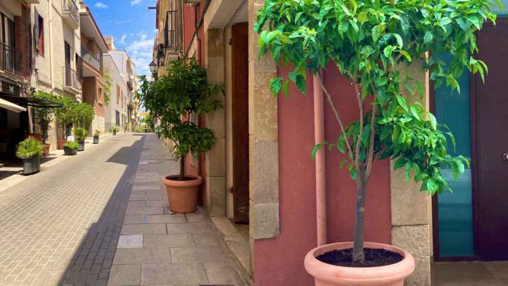 La calle de Jaume Piquet, donde han multado a una vecina por tener un limonero / LEO BEJARANO