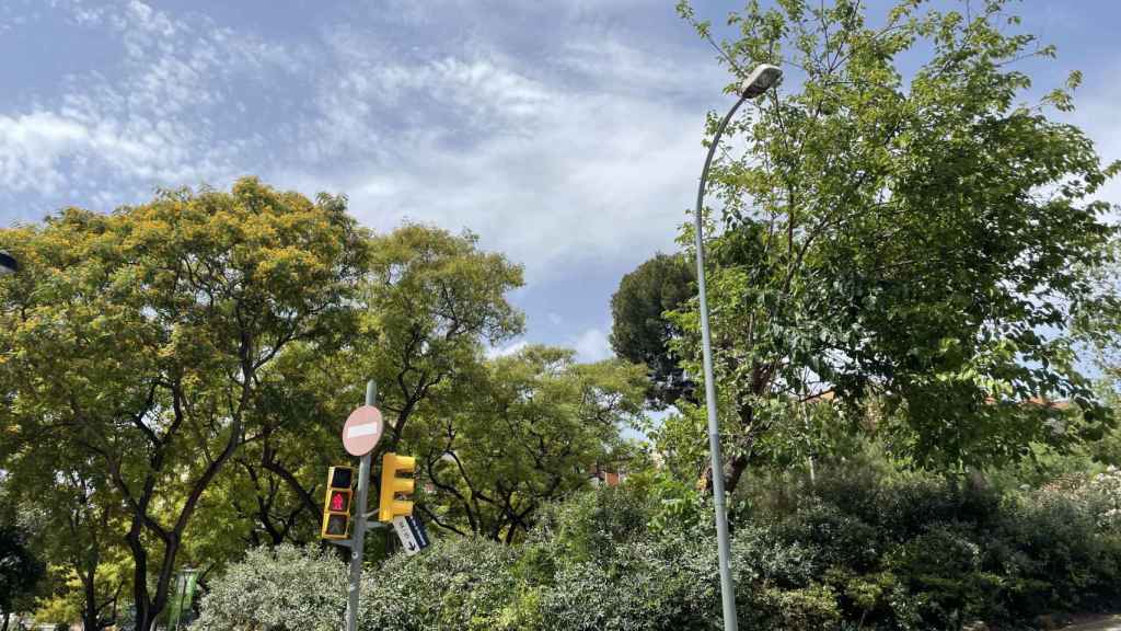 Zona del Guinardó en la que ha caído una rama gigante / METRÓPOLI