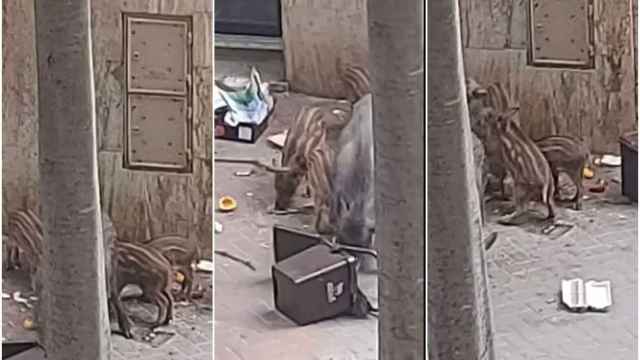 Capturas de pantalla del jabalí y sus crías saqueando la basura de una recogida puerta a puerta / METRÓPOLI