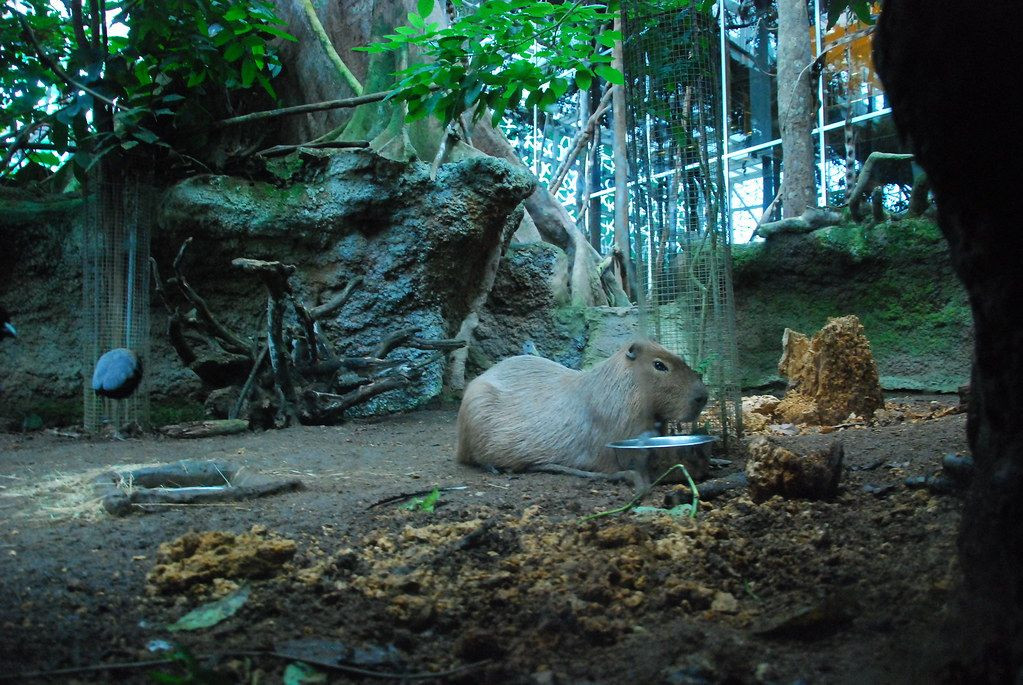 Tinka, la capibara fallecida del CosmoCaixa / COSMOCAIXA