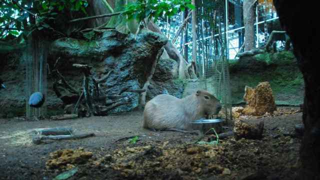 Tinka, la capibara fallecida del CosmoCaixa / COSMOCAIXA