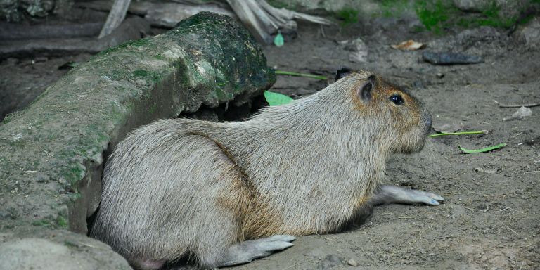 Tinka, la capibara fallecida del CosmoCaixa / COSMOCAIXA