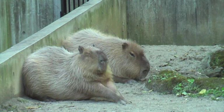 Dos capibaras juntos