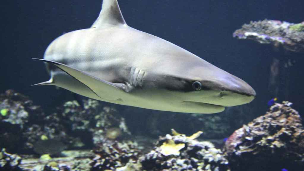 Tiburones en el Aquàrium de Barcelona