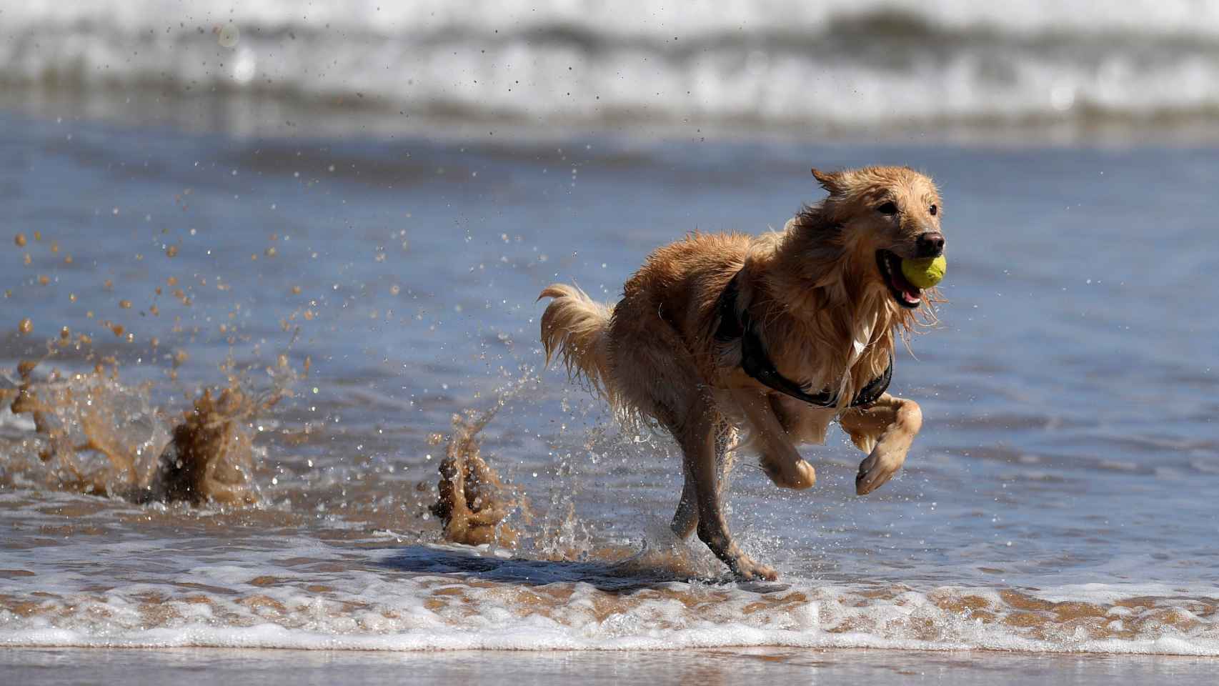 Un perro juega con una pelota en una playa habilitada para perros / EFE