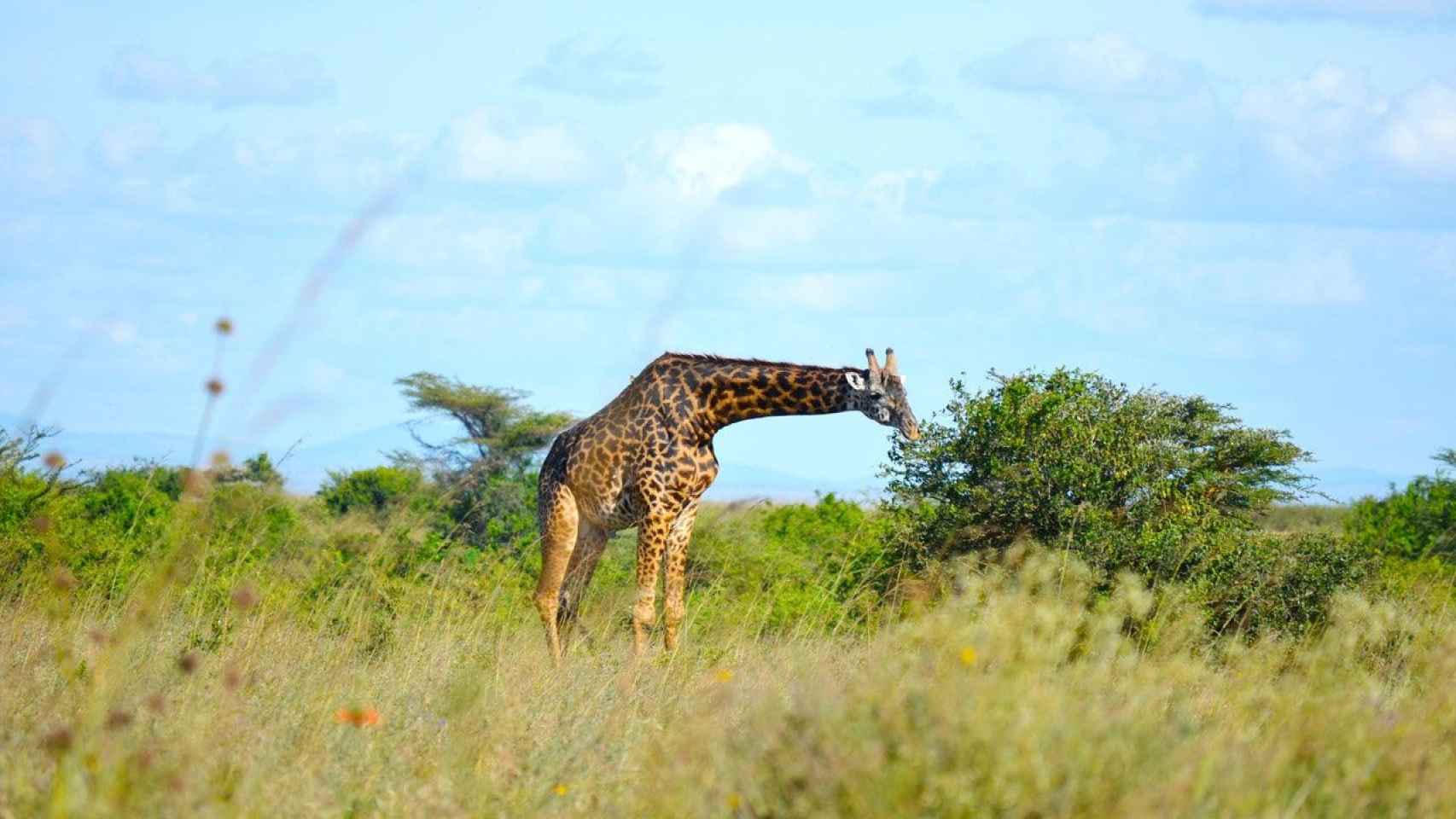 Jirafa comiendo de un árbol en Kenia / PEXELS