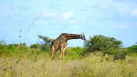 Jirafa comiendo de un árbol en Kenia / PEXELS