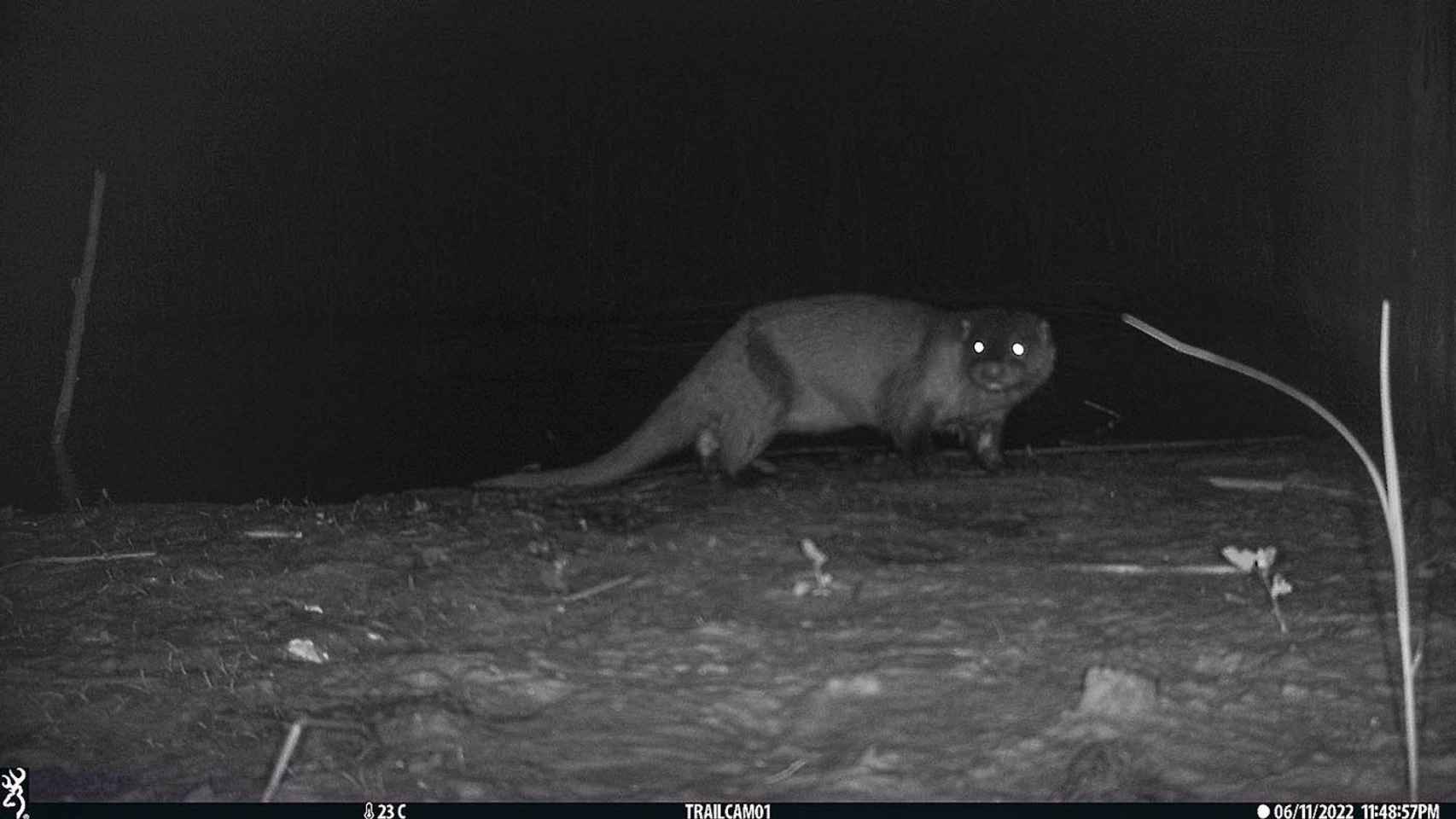 La nutria avistada por la noche en el tramo final del río Llobregat / AMB