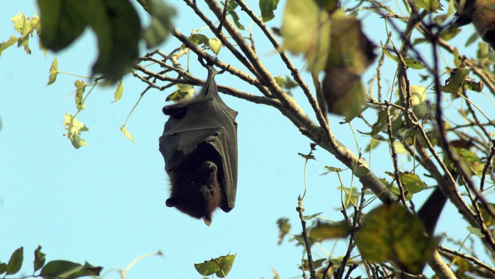 Murciélago en un árbol en una imagen de archivo