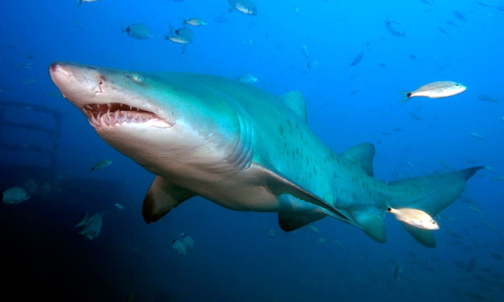 Imagen de un tiburón toro en el mar