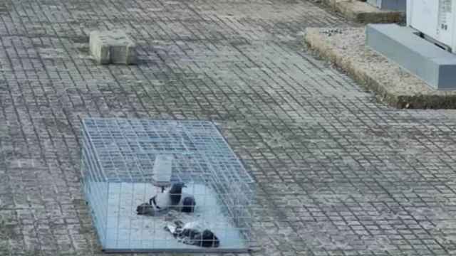 Las tres palomas, una de ellas muertas, en el tejado del Ayuntamiento de Sentmenat hace dos semanas / CORAZÓN DE PALOMA