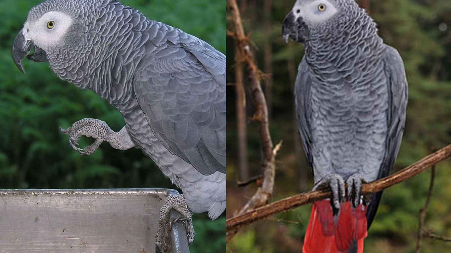 Ejemplar de loro como El Duke / ARCHIVO