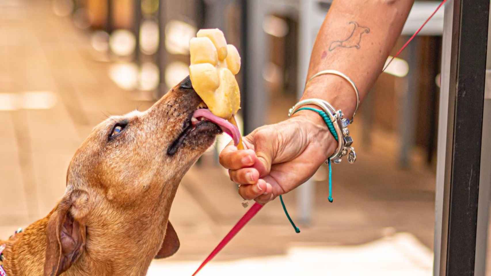 Helado para perros con forma de huella