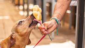 Helado para perros con forma de huella