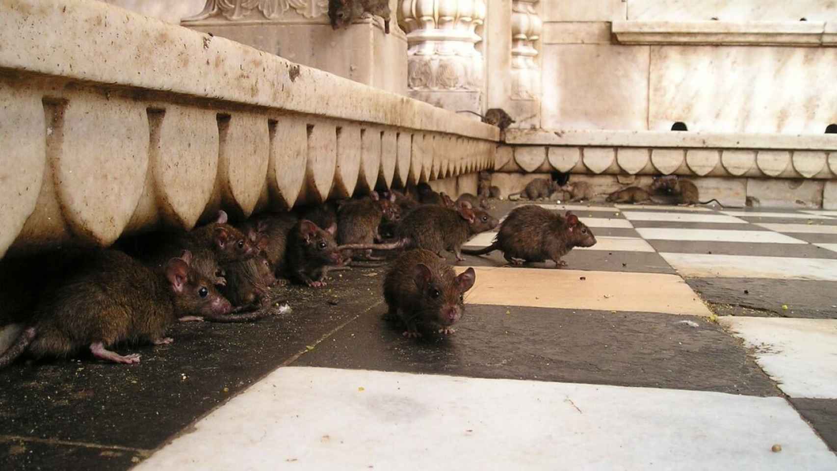 Plaga de ratas en una imagen de archivo