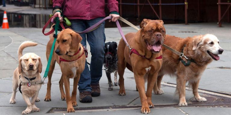 Animales en venta en Barcelona