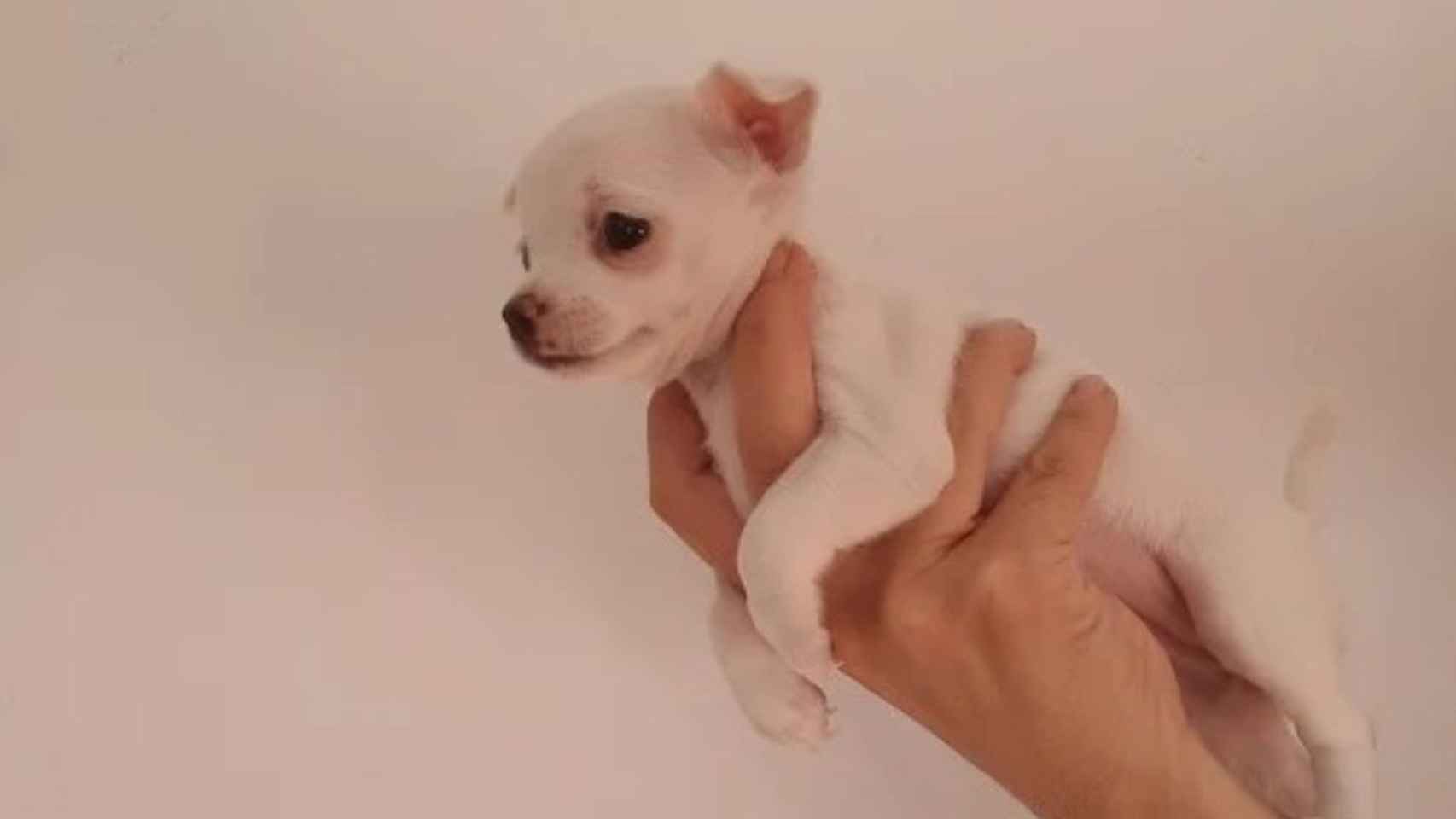 El cachorro de chihuahua que supuestamente compró Sonia / CEDIDA