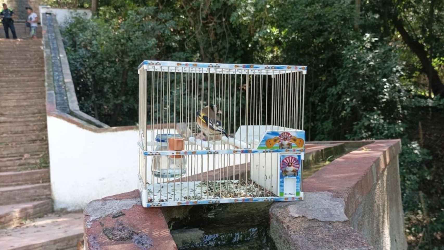 Uno de los ejemplares de pájaro cazados en Sants / AGENTS RURALS