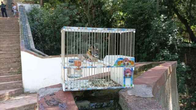 Uno de los ejemplares de pájaro cazados en Sants / AGENTS RURALS