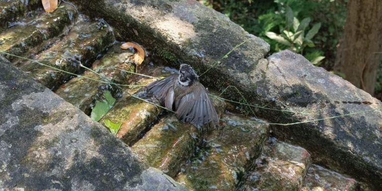 Un ejemplar de pájaro cazado por los tres denunciados / AGENTS RURALS