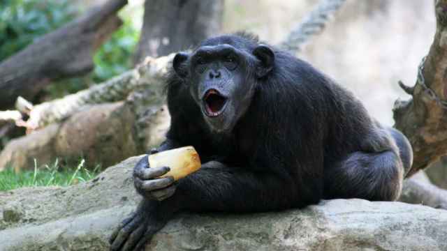 Chimpancé en el Zoo de Barcelona con un helado de fruta para combatir el calor