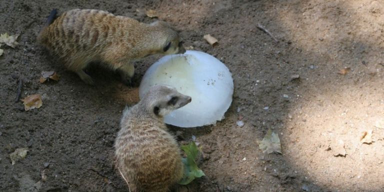 Suricatas comiendo comida helada en el Zoo de Barcelona