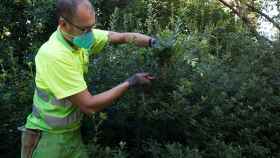 Trabajador de Parcs i Jardins / AJ BCN