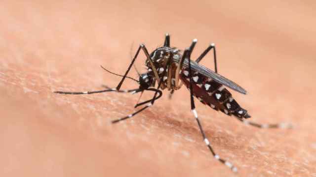 Un mosquito picando a una persona / ARCHIVO