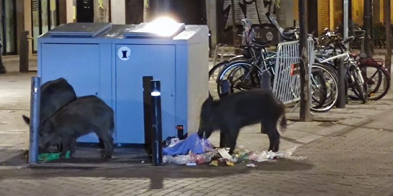 Los jabalíes rebuscando en la basura este sábado por la noche / TWITTER