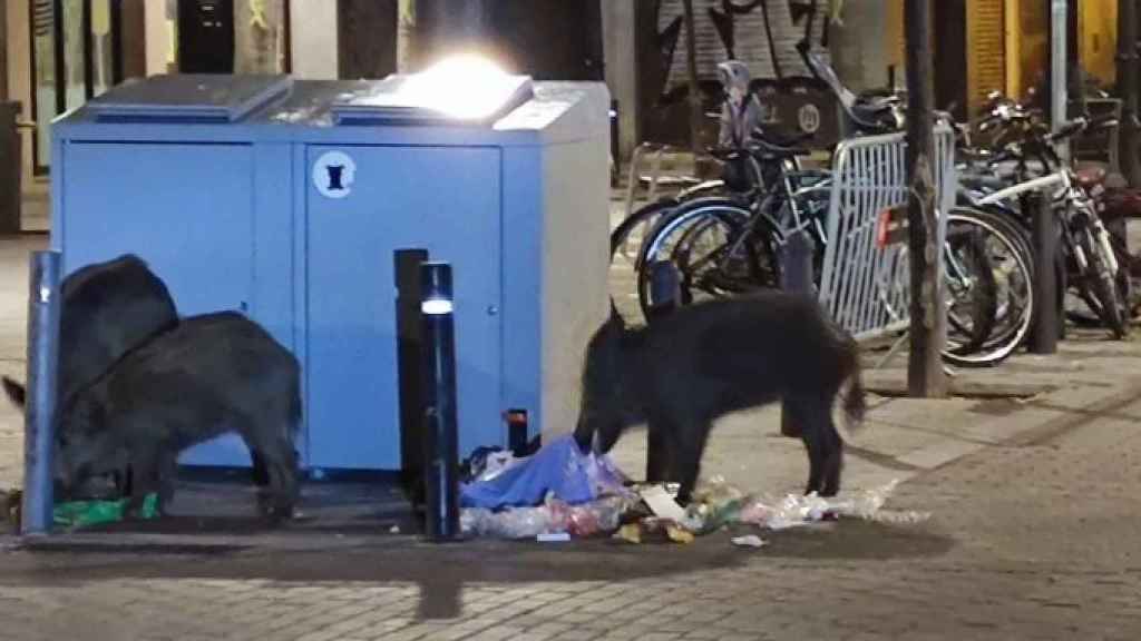 Los jabalíes rebuscando en la basura este sábado por la noche / TWITTER