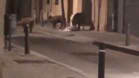 Jabalíes hurgando entre la basura en Sant Andreu / CEDIDA