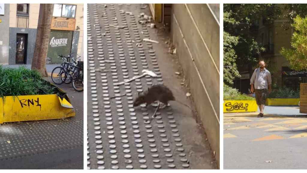 Grafitis y ratas conviven en la 'superilla' de Sant Antoni de Barcelona / METRÓPOLI