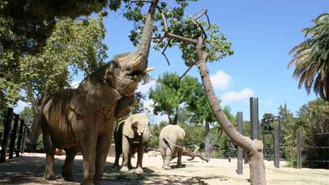 Elefantas del Zoo de Barcelona / ZOO DE BARCELONA