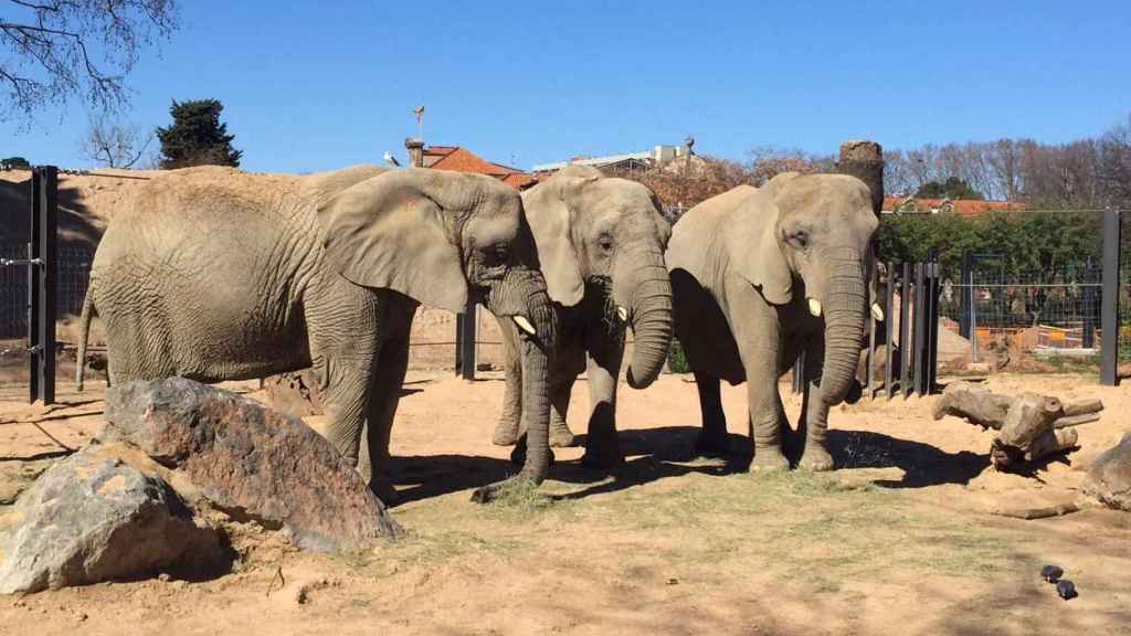 Susi, Yoyo y Bully, elefantas del Zoo de Barcelona / ARCHIVO ZOO