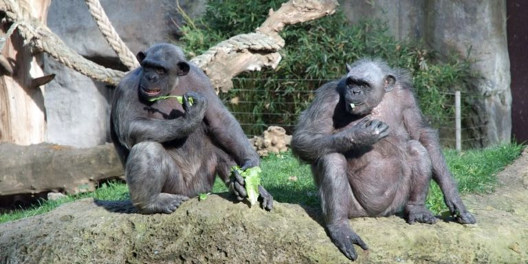 Dos chimpancés en el Zoo de Barcelona / ZOO DE BARCELONA