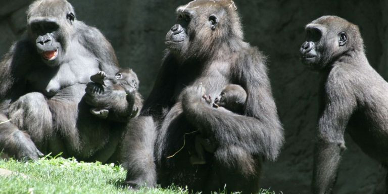 Familia de gorilas en el Zoo de Barcelona / ZOO DE BARCELONA