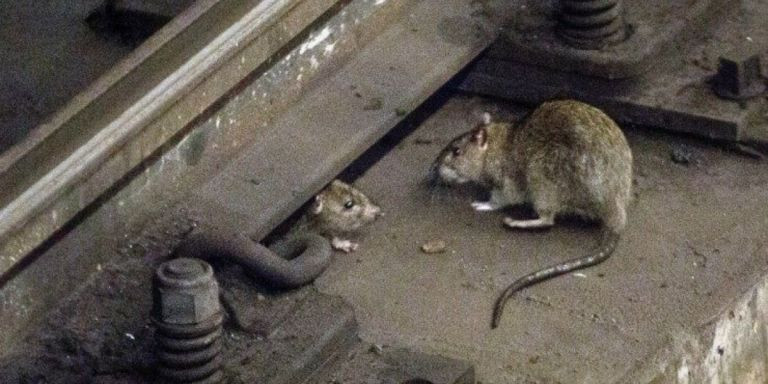 Ratas en el metro de Barcelona / ARCHIVO