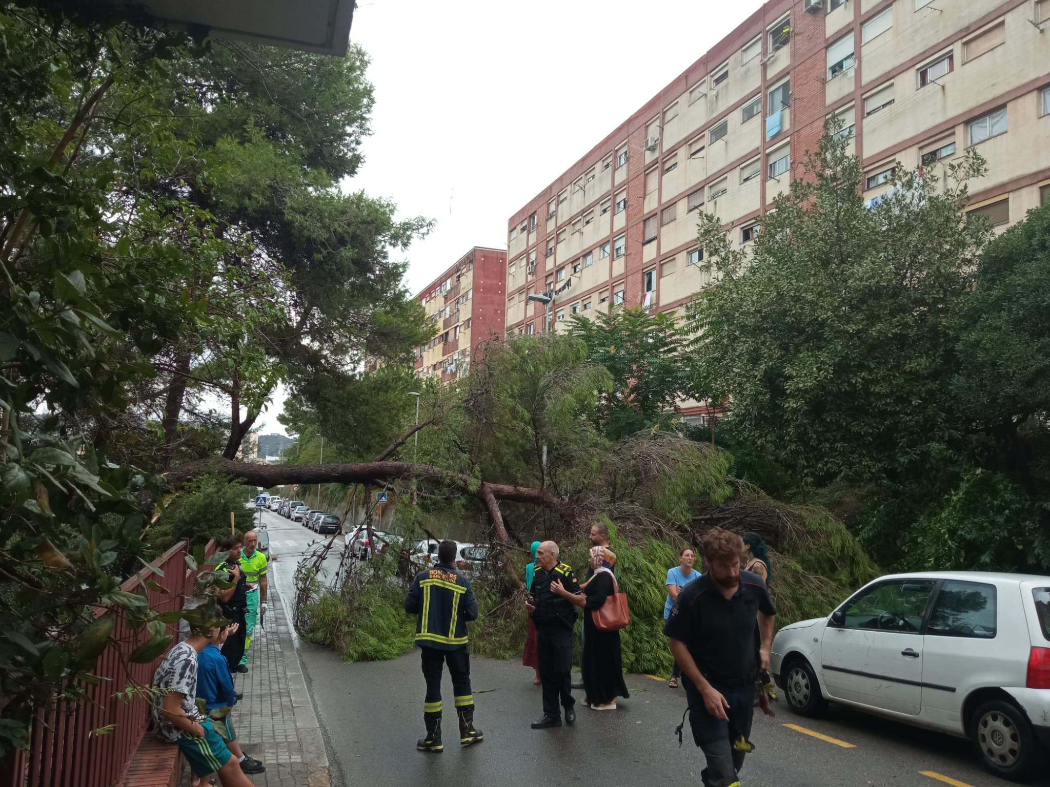 Bomberos en la avenida de Rasos de Peguera, en Ciutat Meridiana, con el árbol en mitad de la calle / CEDIDA