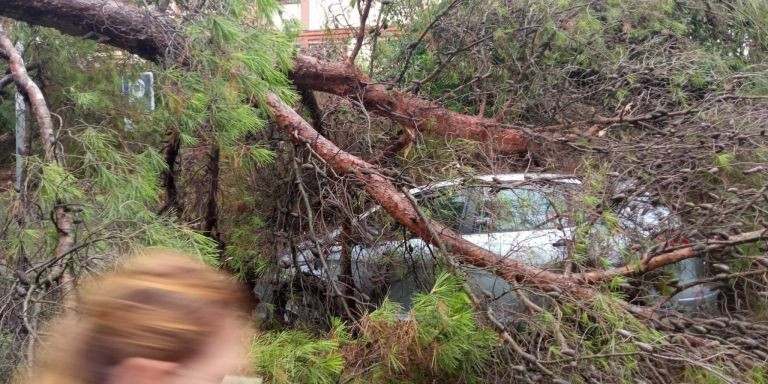 El árbol caído en Ciutat Meridiana / CEDIDA