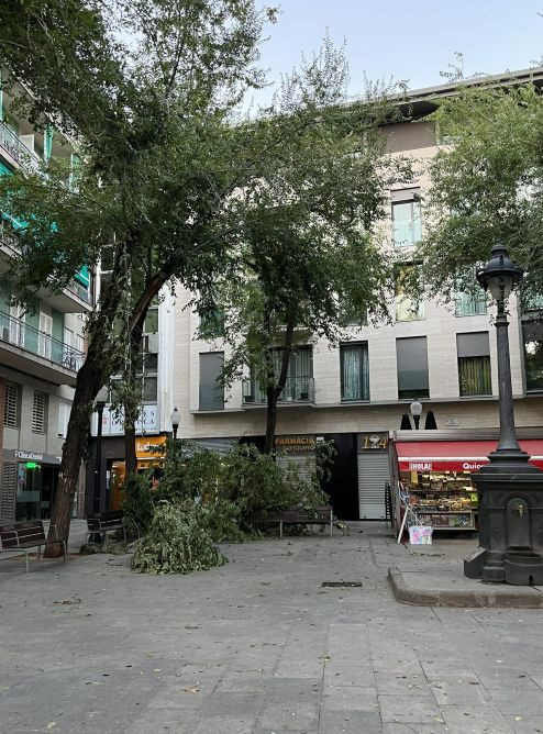 Árbol caído en Sant Andreu / TWITTER ARI CLAYTON